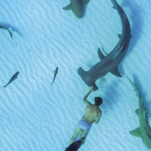 The work of Rob Stewart has highlighted the importance of sharks.